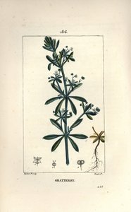 Scratteron or rieble, grateron, tongue scratch, gaille - ガチョウの草、Galium aparine。Chaumeton, Poiret and Chamberetの "La Flore Medicale "に掲載されたPierre Jean-Francois Turpinの絵をもとにLambert Juniorが描いた手彩色のスティプル銅版画。 作： Pierre Jean Francois Turpin
