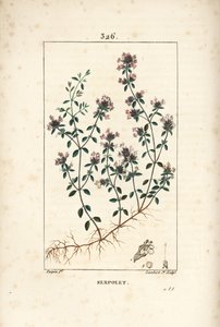 花、葉、茎、根を持つ、クリーピングタイム（野生のタイム）Thymus serpyllum。Chaumeton, Poiret and Chamberet」に掲載されているPierre Jean-Francois Turpinの絵をもとに、Lambert Juniorが手彩色のスティプル銅版画を制作。