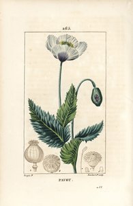 睡蓮のケシ、アヘンのケシ、庭のケシ - 庭のケシ、アヘンのケシ（Papaver somniferum）、花、葉、子房付き。ピエール・ジャン・フランソワ・テュルパンが描いた絵をもとに、ランベール・ジュニアが手彩色のスティプル銅版画（『Chaumeton, Poiret and C』より