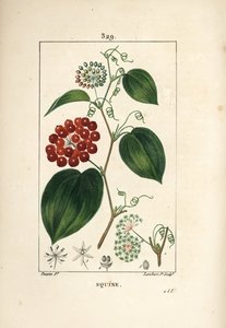Smilax Variety - Smilax china, with flower, tendril, leaf, and fruit.Chaumeton, Poiret and Chamberetの "La Flore Medicale "からPierre Jean-Francois Turpinが描いたものをLambert Juniorが手彩色のスティプル銅版画で表現。 作： Pierre Jean Francois Turpin