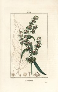 Spinard sorrel ou patience des moines - Patience dock, Rumex patientia, with flower, stalk, leaves, seed and leaf outline.ピエール・ジャン・フランソワ・テュルパンが描いた絵をもとに、ランベール・ジュニアが手彩色のスティプル銅版画を描いたもので、「ショーメトン、ポワレと」より 作： Pierre Jean Francois Turpin