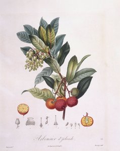 イチゴの木（Arbutus unedo）、Henry Louis Duhamel du Monceau、Pierre Jean Francois Turpinによるボタニカルプレート