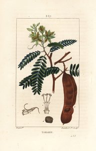タマリンド - タマリンド（Tamarindus indica）の花、葉、種ポッドの形をしたもの。Chaumeton, Poiret and Chamberet