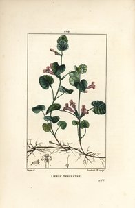 地上のツタ - 地上のツタ、Hedera terrestris。Chaumeton, Poiret and Chamberetの "La Flore Medicale, Paris, Panckoucke "に掲載されたPierre Jean-Francois Turpinの図からLambert Juniorが描いた手彩色のスティップル銅版画。 作： Pierre Jean Francois Turpin