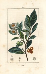 茶（Camellia sinensis）の葉、実、花の図。Chaumeton, Poiret and Chamberetの "La Flore Medicale, Paris, Panckoucke "に掲載されたPierre Jean-Francois Turpinの絵をもとにLambert Juniorが描いた手彩色のスティプル銅版画。 作： Pierre Jean Francois Turpin