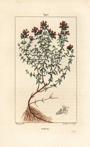 タイム（Thymus vulgaris）、花、葉、茎、根を示す。Chaumeton, Poiret and Chamberetの "La Flore Medicale", Paris, Panckouckeに掲載されたPierre Jean-Francois Turpinの絵からLambert Juniorが描いた手彩色のスティプル銅版画。 作： Pierre Jean Francois Turpin
