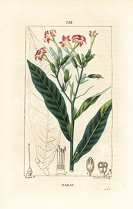 たばこ - タバコ（Nicotiana tabacum）。Chaumeton, Poiret and Chamberetの "La Flore Medicale", Paris, Panckouckeに掲載されたPierre Jean-Francois Turpinの絵をもとにLambert Juniorが描いた手彩色のスティプル銅版画。 作： Pierre Jean Francois Turpin