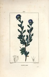 globularの変種 - 三つ葉のグロビュラリア、Globularia fruticosa。Chaumeton, Poiret and Chamberet