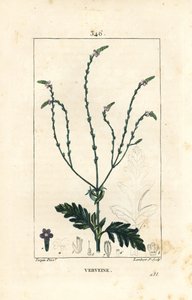 Verbena or Sacred Herb, Venus