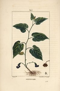 バージニア・スネークルート - 花、葉、茎、種、根を持つバージニア・スネークルート（Aristolochia serpentaria）。Chaumeton, Poiret and Chamberet の "... "に掲載されているPierre Jean-Francois Turpinの絵をもとにLambert Juniorが描いた手彩色のスティプル銅版画。 作： Pierre Jean Francois Turpin