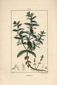 花、葉、茎、根を示したミズニラ（Teucrium scordium）。Chaumeton, Poiret and Chamberetの「La Flore Medi」に掲載されたPierre Jean-Francois Turpinの絵をもとにLambert Juniorが描いた手彩色のスティプル銅版画。 作： Pierre Jean Francois Turpin