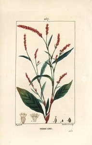 ウォーターペッパー・ノットウィー - 花、茎、葉を持つウォーターペッパー（Persicaria hydropiper（Polygonum hydropiper））。Chaumeton, Poiret and Chamberet
