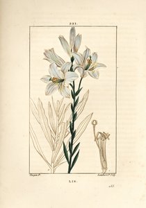 白ユリまたはマドンナ・ユリ - 白ユリ（Lilium candidum）。Chaumeton, Poiret and Chamberet