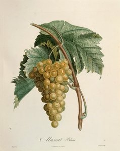 ピエール・ジャン・フランソワ・トゥルパン（1775-1840）のホワイトマスカットのブドウ