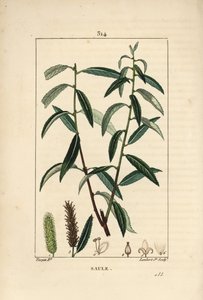 白または銀のヤナギ、白い籐 - 白ヤナギ（Salix alba）の葉、花、雄と雌のカタクリ、果実と種。ピエール・ジャン・フランソワ・トルパンがポイのショーメトンで描いた絵をもとに、ランバート・ジュニアが手彩色のスティプル銅版画を制作。