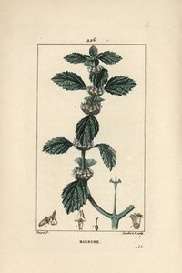 白または一般的なマールベ - 一般的なホアハウンド、Marrubium vulgare。Chaumeton, Poiret and Chamberet