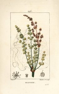野生のルバーブ - 花、茎、種、葉の輪郭を持つラポンティックまたはニセのルバーブ（Rheum rhapontium）。Chaumeton, Poiret and Chamberetの「La」に掲載されているPierre Jean-Francois Turpinの絵をもとにLambert Juniorが描いた手彩色のスティプル銅版画。