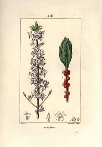 木のきれいな、きれいな、緑の、緑の木、ダフネの素敵な木 - Mezereon, Daphne mezereum.Chaumeton, Poiret and Chamberetの "La Flore Medicale "からPierre Jean-Francois Turpinが描いた絵をLambert Juniorが手彩色のスティプル銅版画で表現したもの。 作： Pierre Jean Francois Turpin