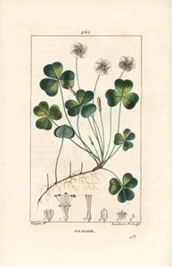 木スイバ（Oxalide (oxalis) des bois） - 木スイバ（Oxalis acetosella）、花、葉、茎、種、根。ピエール・ジャン・フランソワ・テュルパンが描いた絵をランベール・ジュニアが手彩色のスティプル銅版画にしたもので、Chaumeton, Poiret and Chambereより 作： Pierre Jean Francois Turpin