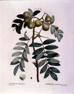 植物：コルミエ（Sorbus domestica）の枝 「Nouveau Duhamel du Monceau or Treats Treats Trees and Shrubs Cultivated in France」より引用 ピエール・ジョセフ・ルドゥーテ（1759-1840）の水彩画 1819年 作： Pierre Joseph (after) Redoute