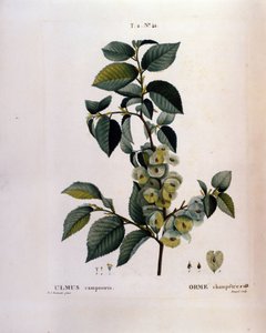 植物学：ニレの枝。Pierre Joseph Redoute (1759-1840) 1819年による水彩画「Nouveau Duhamel du Monceau or Treats Treats Trees and Shrubs Cultivated in France」からの抜粋。 作： Pierre Joseph (after) Redoute