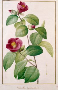 ツバキのボタニカルプレート ピエール・ジョセフ・ルドゥー（1759-1840）作 19世紀 パリ自然史博物館所蔵
