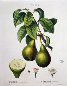 ポワリエ-「Nouveau Duhamel du Monceau ou traité des arbres et shrustes que le culture en France」の中で、P.J.RedouteとP.Bessaの図面に沿った数字、パリ 作： Pierre Joseph (after) Redoute