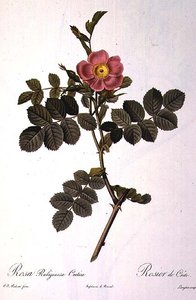 ロサ・ルビギノーサ・クレティカ、ラングロワの刻印、レモン社発行の「Les Roses」より 作： Pierre Joseph (after) Redoute