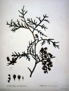 Thuja occidentalis or American Thuja - "Nouveau Duhamel du Monceau ou traité des arbres et shrustes que le culture en France "の中で、P.J.RedouteとP.Bessaが描いた絵に沿った数字。 作： Pierre Joseph (after) Redoute