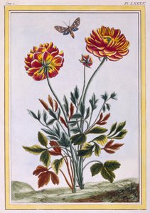 さまざまな二重花の黄色いケシ、c.1776（手彩色の彫刻）