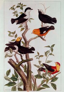 枝の上の鳥たち ピエール・ジョセフ（1731-1807）によるリトグラフ 18世紀 パリ、B.N.