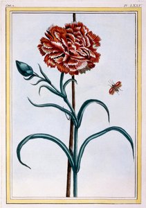 カーネーション、パブ。 1776年。 作： Pierre Joseph Buchoz