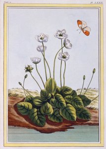 パルナッソスのクワクグラス パルナッソスの草、パブ。 1776年。 作： Pierre Joseph Buchoz
