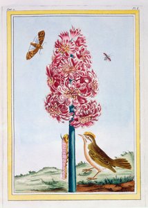 ヒヤシンス、1766年頃（手塗りの彫刻） 作： Pierre Joseph Buchoz