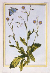 The Erigeron of Philadelphia Canadian Fleabane, pub. 1776年。 作： Pierre Joseph Buchoz
