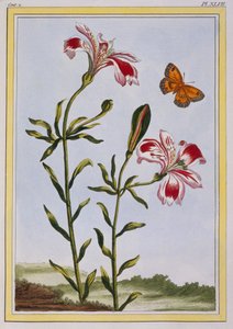 インカ ペルー ユリ、パブの斑点のある花。 1776年。 作： Pierre Joseph Buchoz
