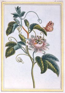 La Grenadille または Le Maracot、パブ。 1776年。 作： Pierre Joseph Buchoz