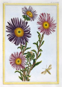 La Reine Marguerite Aster、パブ。 1776年。 作： Pierre Joseph Buchoz