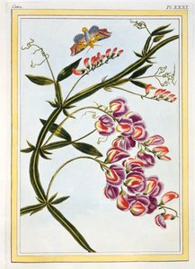 Le Grand Lathyre Everlasting Sweet Pea、パブ。 1776年。 作： Pierre Joseph Buchoz