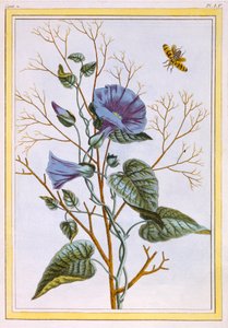 The Great Purple Bindweed Convolvulus、パブ。 1776年。 作： Pierre Joseph Buchoz