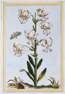 Le Martagan Blanc,  pub. 1776. 作： Pierre Joseph Buchoz