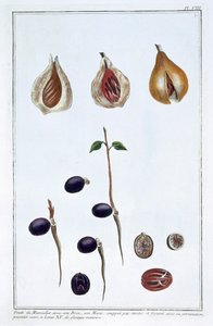 ナツメグ、c1751-1807 作： Pierre Joseph Buchoz