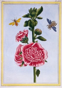 Passerose ホリホック、パブ。 1776年。 作： Pierre Joseph Buchoz
