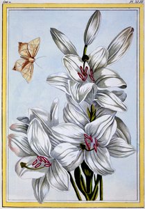 The Great White Lily、パブ。 1776年。 作： Pierre Joseph Buchoz