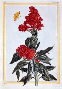 さまざまなアマランサス、パブ。 1776年。 作： Pierre Joseph Buchoz