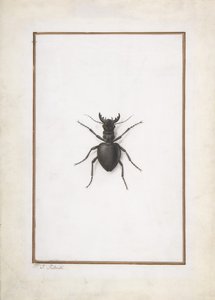 クワガタ、。 作： Pierre Joseph Redouté
