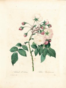 「最も美しい花と最も美しい果実の選択」、Vol。私、1827-33