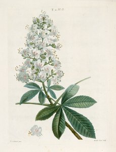 Aesculus Hippocastanum、トチノキ、c1800-1830。 作： Pierre Joseph Redouté
