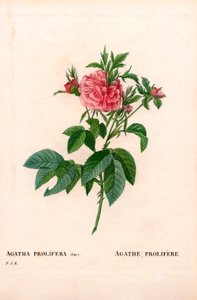アガサ・プロリフェールローズ、ロサ・ガリカ種。ピエール・ジョセフ・ルドゥーテの「Les Roses」（パリ）より、手彩色のスティプル銅版画 作： Pierre Joseph Redouté
