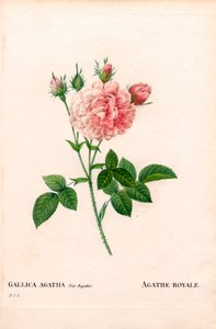アガテ・ロワイヤルローズ（ロサ・ガリカ種）。ピエール・ジョセフ・ルドゥーテの『Les Roses』（パリ）に掲載された手彩色のスティプル銅版画 作： Pierre Joseph Redouté